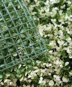 HIER_1910 11 Sq Ft. | 4 Panels White Tip Green Boxwood Hedge Genlisea Garden Wall Backdrop Mat Artificial Flower & Plants 15 HIER_1910 11 Sq Ft. | 4 Panels White Tip Green Boxwood Hedge Genlisea Garden Wall Backdrop Mat Artificial Flower & Plants