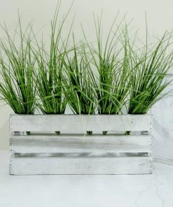 HIER_1150 3 Plants | 20