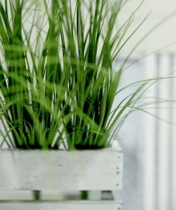 HIER_1150 3 Plants | 20