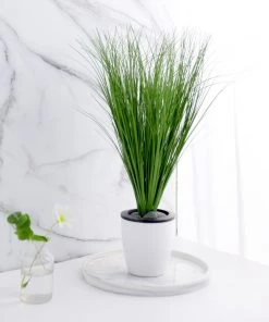 HIER_1150 3 Plants | 20