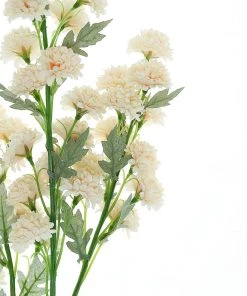 HIER_1140 2 Bushes | 33