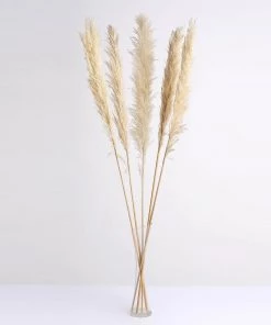 HIER_1400 6 Stems | 49