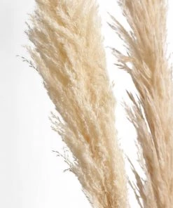 HIER_1400 6 Stems | 49