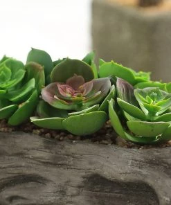 HIER_1710 Artificial Succulents & Terrariums Wholesale 7