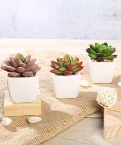 HIER_1600 3 Pack | 3" Ceramic Planter Pot & Artificial Echeveria Elegans Plants Chargers & Centerpieces