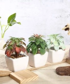 HIER_1600 Chargers & Centerpieces 3 Pack | 5" Ceramic Planter Pot & Artificial Elegans Succulent Plants