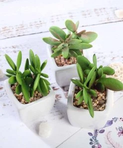 HIER_1600 3 Pack | 3" Ceramic Planter Pot & Artificial Mini Jade Succulent Plant