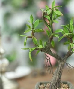 HIER_1100 9" Concrete Planter Pot & Artificial Willow Tree Succulent Plant Artificial Succulents & Terrariums Wholesale