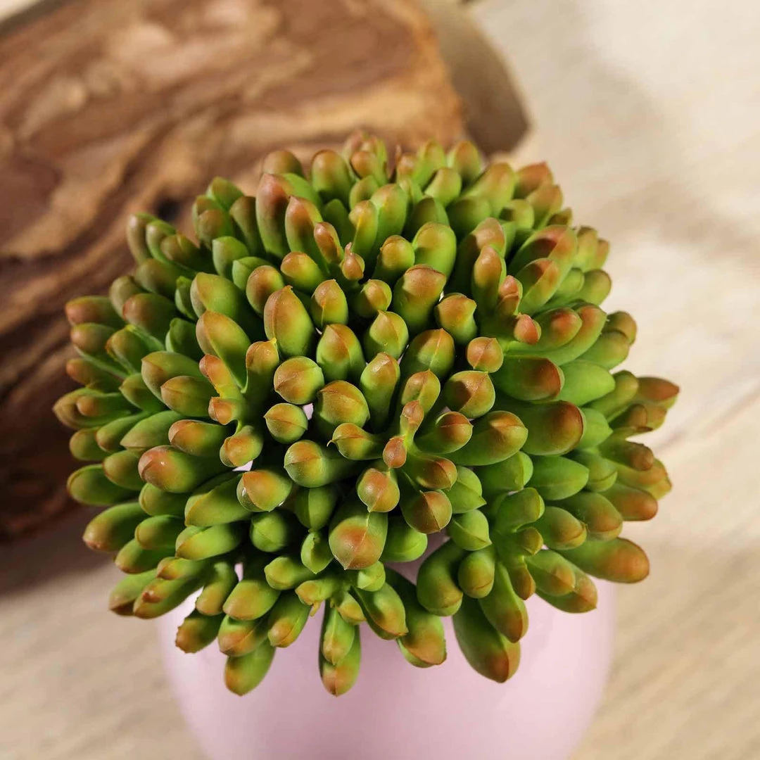 HIER_1600 3 Pack | 4" Artificial PVC Mini Jelly Bean Decorative Succulent Plants Artificial Succulents & Terrariums Wholesale 8 HIER_1600 3 Pack | 4" Artificial PVC Mini Jelly Bean Decorative Succulent Plants Artificial Succulents & Terrariums Wholesale