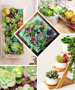 HIER_1600 Artificial Succulents & Terrariums Wholesale 3 Pack | 3" Artificial PVC Echeveria Orion Decorative Succulent Plants 16 HIER_1600 Artificial Succulents & Terrariums Wholesale 3 Pack | 3