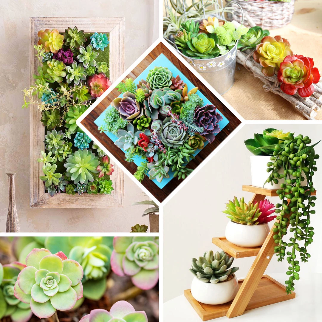 HIER_1600 Artificial Succulents & Terrariums Wholesale 3 Pack | 3" Artificial PVC Echeveria Orion Decorative Succulent Plants 4 HIER_1600 Artificial Succulents & Terrariums Wholesale 3 Pack | 3" Artificial PVC Echeveria Orion Decorative Succulent Plants