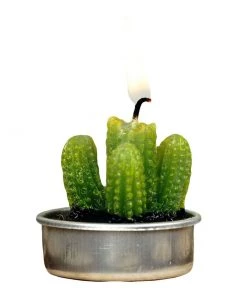 HIER_5340 6 Pcs Aguacolla Cactus Succulent Tea Light Candles Chargers & Centerpieces 17 HIER_5340 6 Pcs Aguacolla Cactus Succulent Tea Light Candles Chargers & Centerpieces