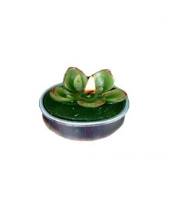 HIER_5340 6 Pcs Echeveria Succulent Tea Light Candles 12 HIER_5340 6 Pcs Echeveria Succulent Tea Light Candles