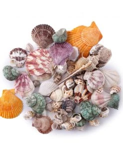 HIER_4830 Tabletop Decor 150g Mixed Natural Seashell Decor | Beach Shells Vase Fillers 17 HIER_4830 Tabletop Decor 150g Mixed Natural Seashell Decor | Beach Shells Vase Fillers