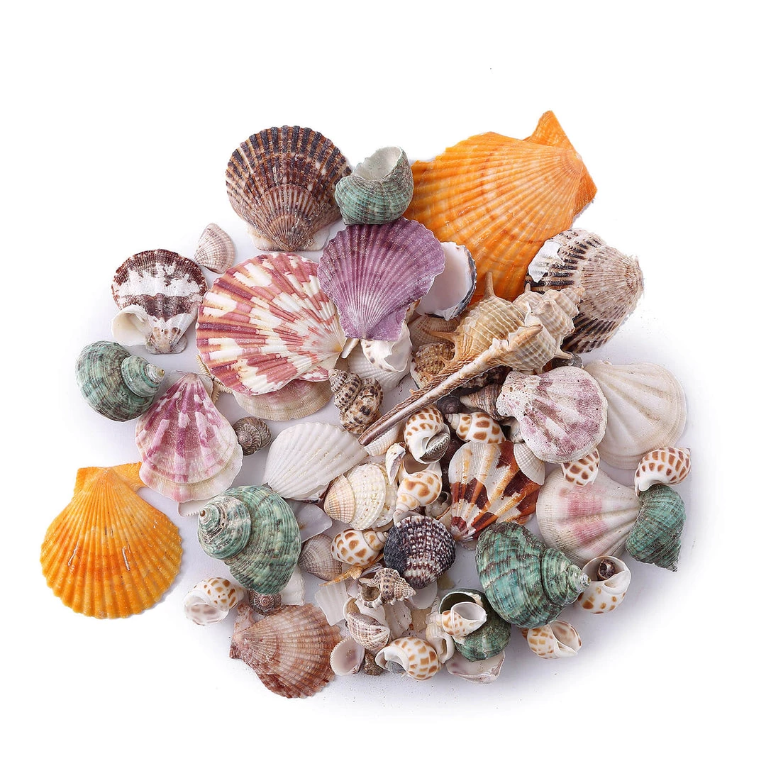 HIER_4830 Tabletop Decor 150g Mixed Natural Seashell Decor | Beach Shells Vase Fillers 3 HIER_4830 Tabletop Decor 150g Mixed Natural Seashell Decor | Beach Shells Vase Fillers