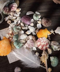 HIER_4830 Tabletop Decor 150g Mixed Natural Seashell Decor | Beach Shells Vase Fillers 21 HIER_4830 Tabletop Decor 150g Mixed Natural Seashell Decor | Beach Shells Vase Fillers