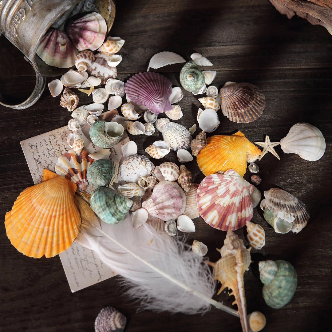 HIER_4830 Tabletop Decor 150g Mixed Natural Seashell Decor | Beach Shells Vase Fillers 7 HIER_4830 Tabletop Decor 150g Mixed Natural Seashell Decor | Beach Shells Vase Fillers