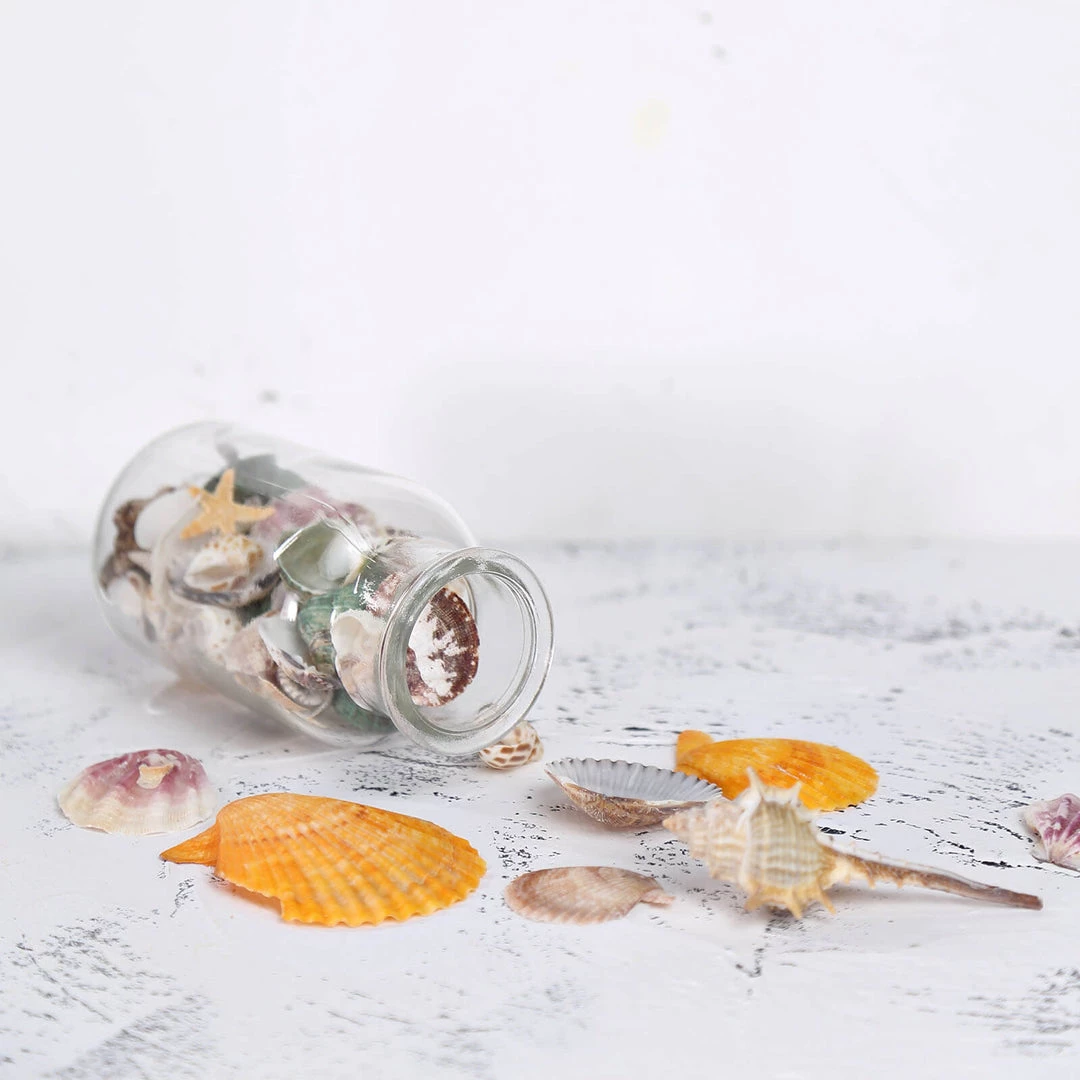 HIER_4830 Tabletop Decor 150g Mixed Natural Seashell Decor | Beach Shells Vase Fillers 9 HIER_4830 Tabletop Decor 150g Mixed Natural Seashell Decor | Beach Shells Vase Fillers