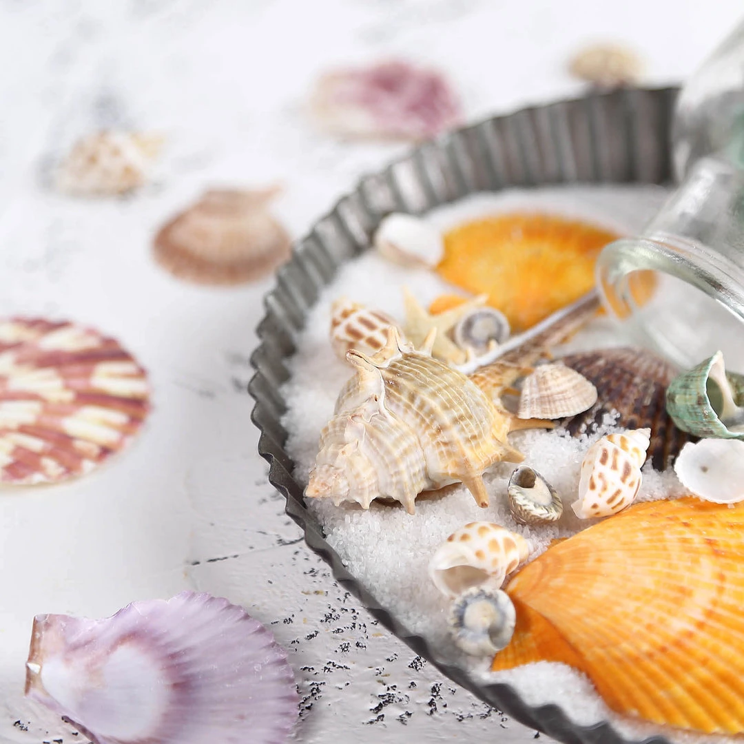 HIER_4830 Tabletop Decor 150g Mixed Natural Seashell Decor | Beach Shells Vase Fillers 11 HIER_4830 Tabletop Decor 150g Mixed Natural Seashell Decor | Beach Shells Vase Fillers