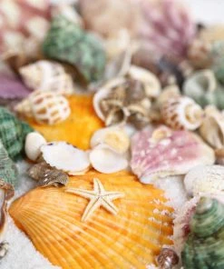 HIER_4830 Tabletop Decor 150g Mixed Natural Seashell Decor | Beach Shells Vase Fillers 26 HIER_4830 Tabletop Decor 150g Mixed Natural Seashell Decor | Beach Shells Vase Fillers