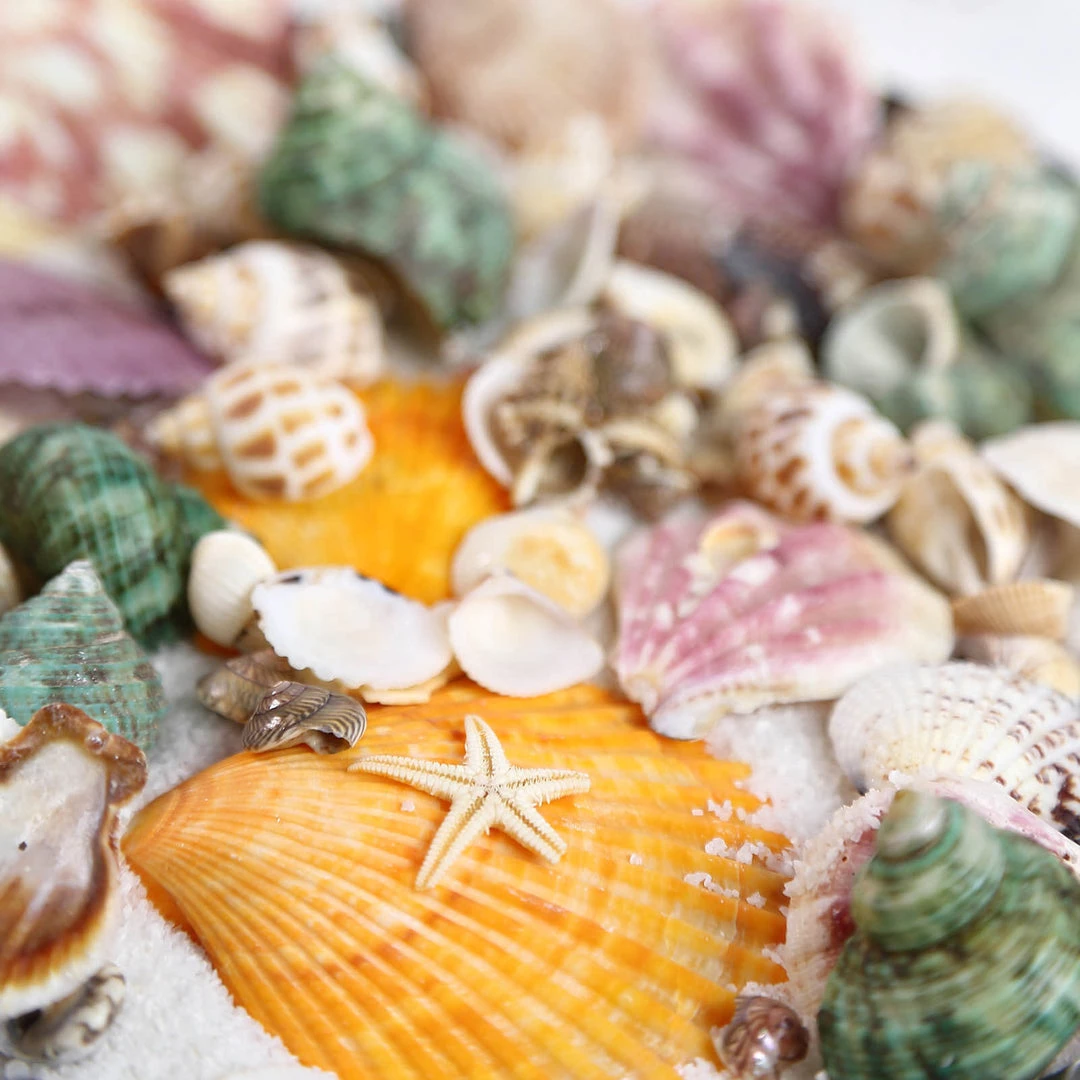 HIER_4830 Tabletop Decor 150g Mixed Natural Seashell Decor | Beach Shells Vase Fillers 12 HIER_4830 Tabletop Decor 150g Mixed Natural Seashell Decor | Beach Shells Vase Fillers
