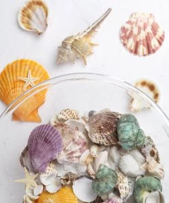 HIER_4830 Tabletop Decor 150g Mixed Natural Seashell Decor | Beach Shells Vase Fillers 28 HIER_4830 Tabletop Decor 150g Mixed Natural Seashell Decor | Beach Shells Vase Fillers