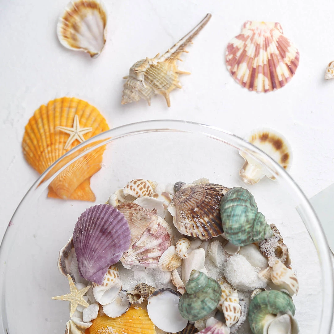 HIER_4830 Tabletop Decor 150g Mixed Natural Seashell Decor | Beach Shells Vase Fillers 14 HIER_4830 Tabletop Decor 150g Mixed Natural Seashell Decor | Beach Shells Vase Fillers