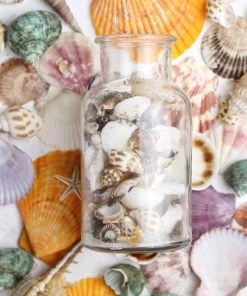 HIER_4830 Tabletop Decor 150g Mixed Natural Seashell Decor | Beach Shells Vase Fillers 27 HIER_4830 Tabletop Decor 150g Mixed Natural Seashell Decor | Beach Shells Vase Fillers