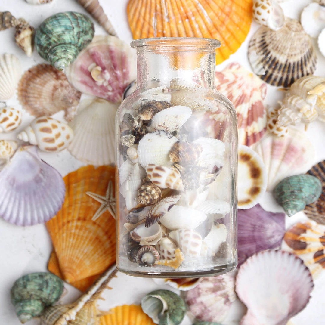 HIER_4830 Tabletop Decor 150g Mixed Natural Seashell Decor | Beach Shells Vase Fillers 13 HIER_4830 Tabletop Decor 150g Mixed Natural Seashell Decor | Beach Shells Vase Fillers