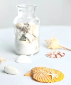 HIER_4830 Tabletop Decor 150g Mixed Natural Seashell Decor | Beach Shells Vase Fillers 29 HIER_4830 Tabletop Decor 150g Mixed Natural Seashell Decor | Beach Shells Vase Fillers