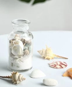 HIER_4830 Tabletop Decor 150g Mixed Natural Seashell Decor | Beach Shells Vase Fillers