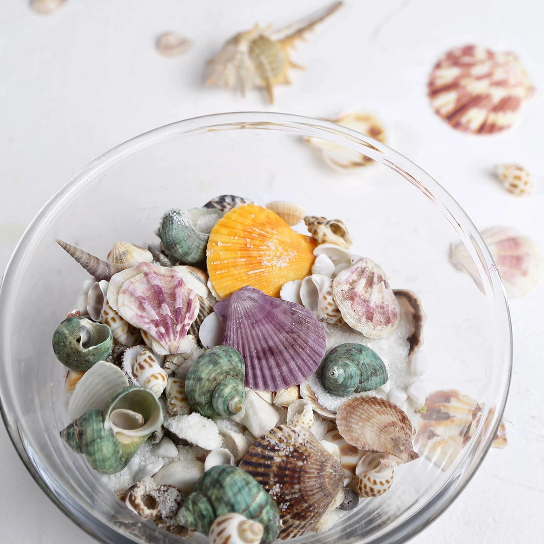 HIER_4830 Tabletop Decor 150g Mixed Natural Seashell Decor | Beach Shells Vase Fillers 1 HIER_4830 Tabletop Decor 150g Mixed Natural Seashell Decor | Beach Shells Vase Fillers