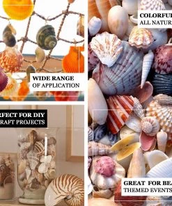 HIER_4830 Tabletop Decor 150g Mixed Natural Seashell Decor | Beach Shells Vase Fillers 18 HIER_4830 Tabletop Decor 150g Mixed Natural Seashell Decor | Beach Shells Vase Fillers