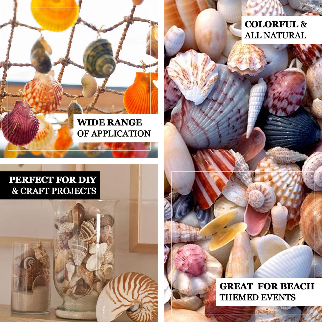 HIER_4830 Tabletop Decor 150g Mixed Natural Seashell Decor | Beach Shells Vase Fillers 4 HIER_4830 Tabletop Decor 150g Mixed Natural Seashell Decor | Beach Shells Vase Fillers