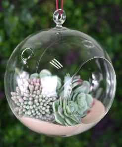 HIER_5200 Set Of 4 | 7" Air Plant Glass Terrarium Globe Hanging Plant Holders 22 HIER_5200 Set Of 4 | 7