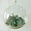 HIER_5200 Set Of 4 | 7" Air Plant Glass Terrarium Globe Hanging Plant Holders