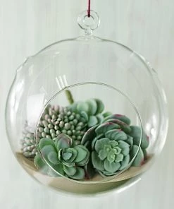 HIER_5200 Set Of 4 | 7" Air Plant Glass Terrarium Globe Hanging Plant Holders