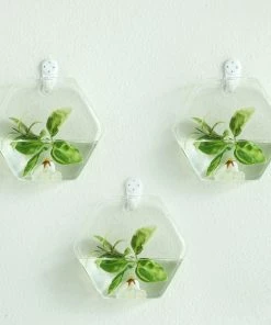 HIER_3400 3 Pack | Hexagon Glass Wall Vase | Indoor Wall Mounted Planters | Hanging Terrariums