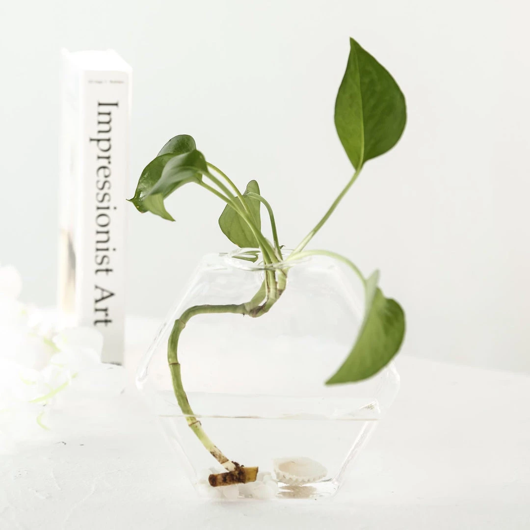 HIER_3400 3 Pack | Hexagon Glass Wall Vase | Indoor Wall Mounted Planters | Hanging Terrariums 28 HIER_3400 3 Pack | Hexagon Glass Wall Vase | Indoor Wall Mounted Planters | Hanging Terrariums