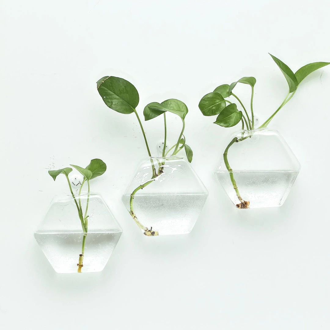HIER_3400 3 Pack | Hexagon Glass Wall Vase | Indoor Wall Mounted Planters | Hanging Terrariums 32 HIER_3400 3 Pack | Hexagon Glass Wall Vase | Indoor Wall Mounted Planters | Hanging Terrariums