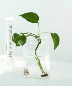 HIER_3400 3 Pack | Trapezoid Glass Wall Vase | Indoor Wall Mounted Planters | Hanging Terrariums