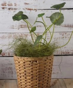 HIER_1720 50g Green Preserved Natural Moss Grass DIY Gift Box Fillers Chargers & Centerpieces