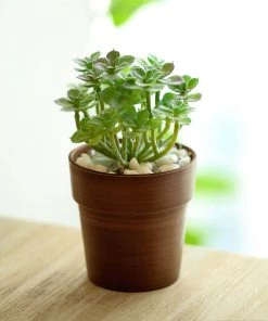 HIER_1733 3 Pack | 3