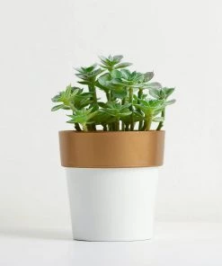 HIER_1733 Chargers & Centerpieces 3 Pack | 3" White/Gold Rimmed Small Succulent & Cactus Nursery Planters, Flower Pot Craft, Wedding Party Favors